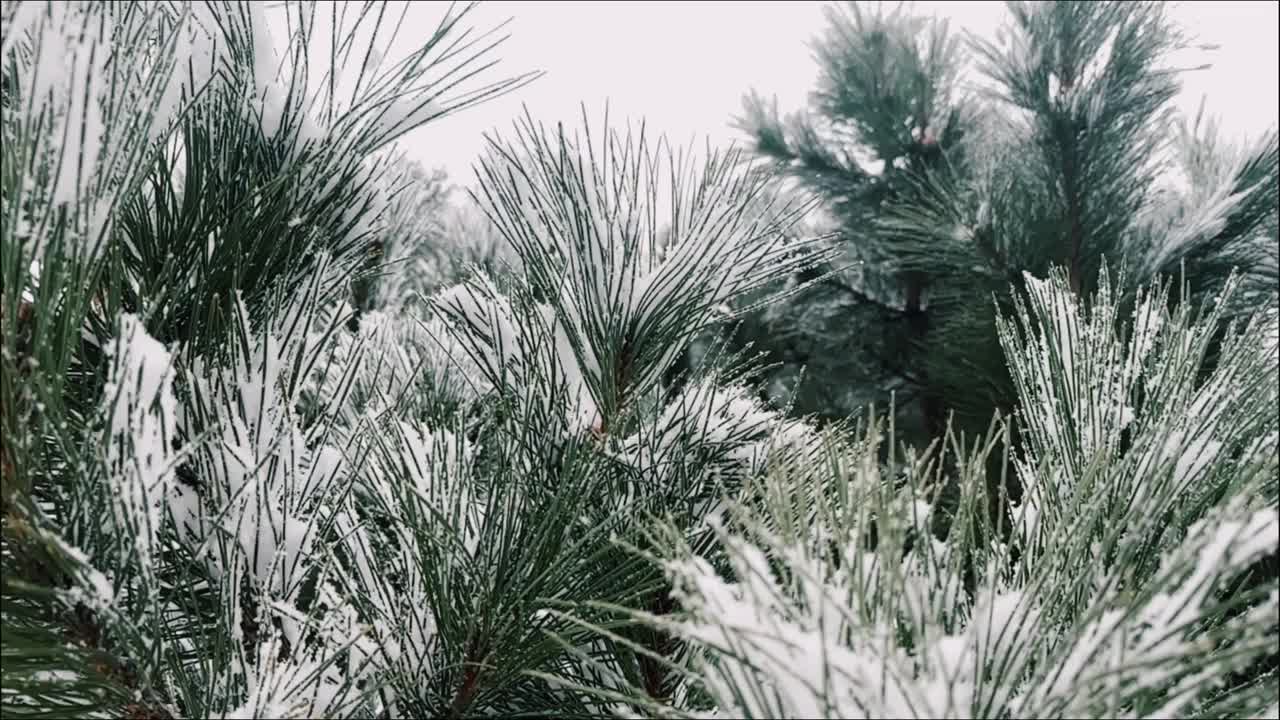 雪下的圣诞树树枝。冬季假期视频模板背景。视频下载