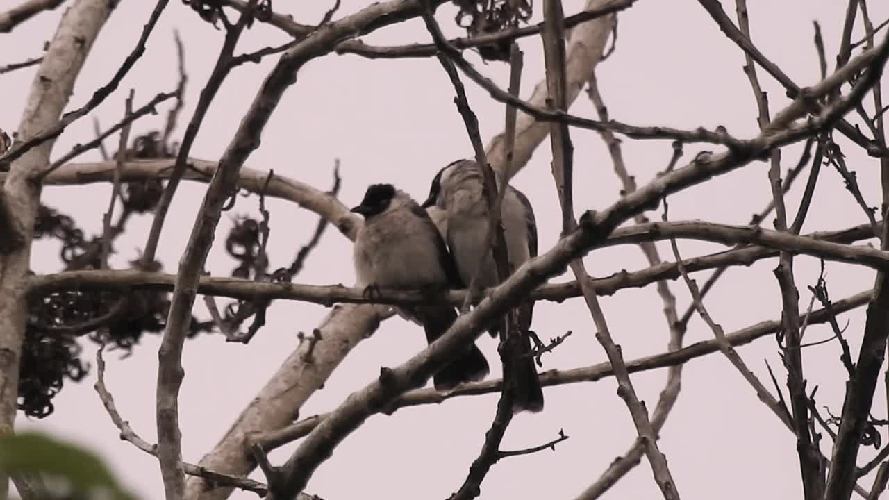 鸟视频下载