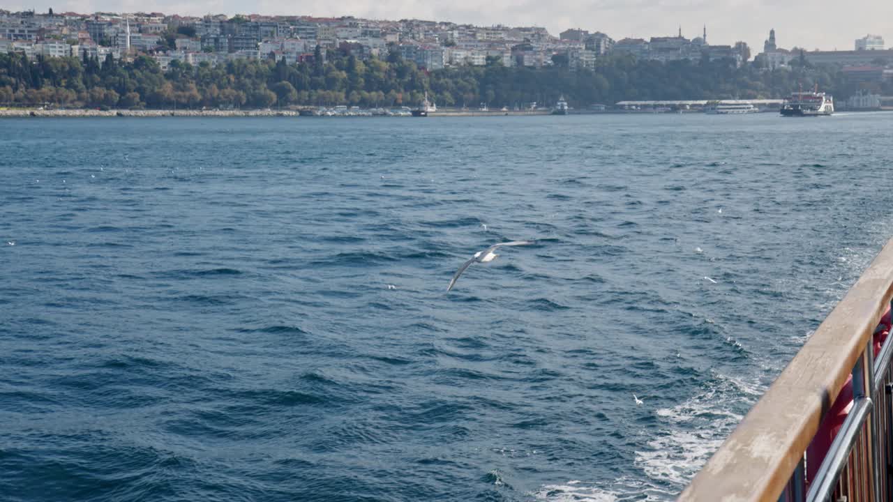 白海鸥飞过城市海湾的海面。在阳光灿烂的日子里，一只翅膀宽大的鸟从空中飞过。视频素材