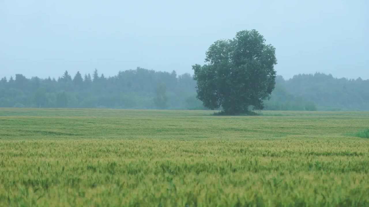 黑麦地里有棵树。雨和水果，森林为背景。有机作物，自然环境。视频下载