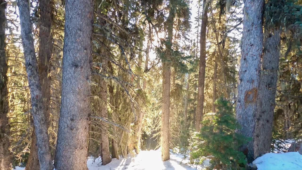 在冬天温暖的日子里，早晨的阳光穿过松林。寒冷的雪时间在树林里。黄色来自太阳和明亮的光线。在自然环境步幅中旅行。视频素材