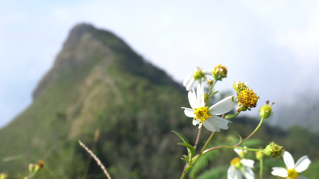 花视频下载