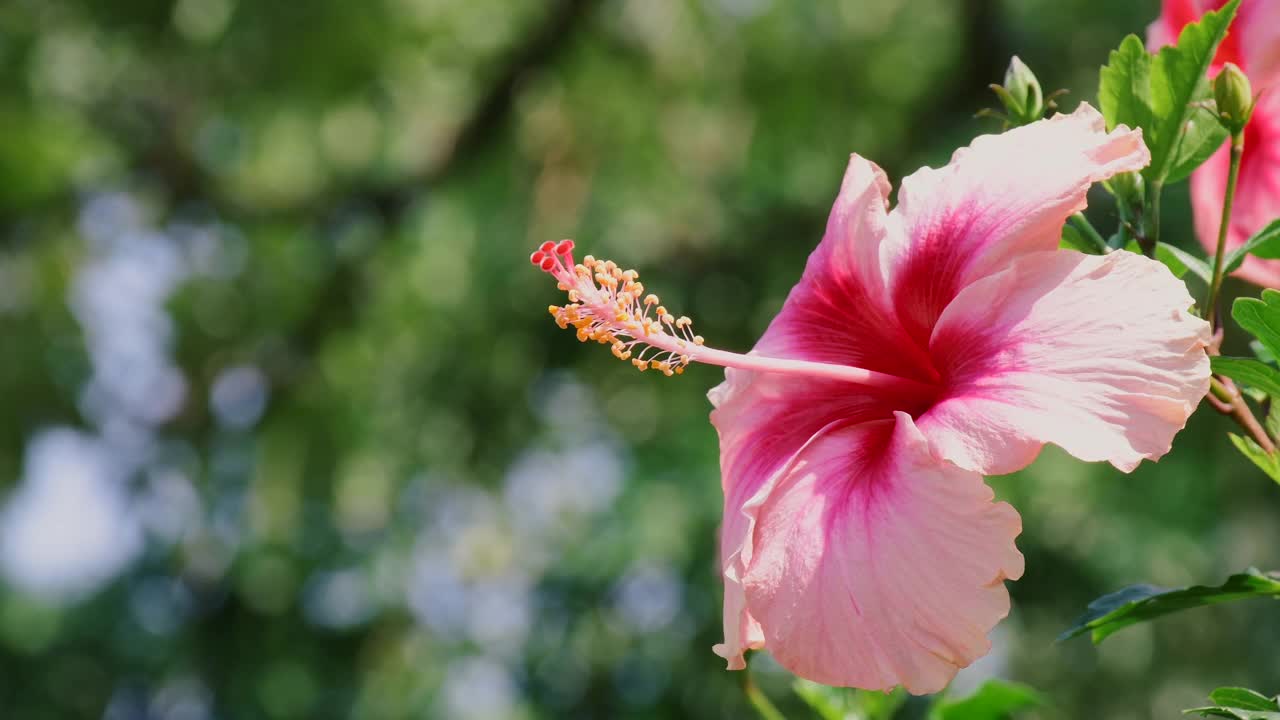 热带芙蓉花盛开在自然背景视频素材