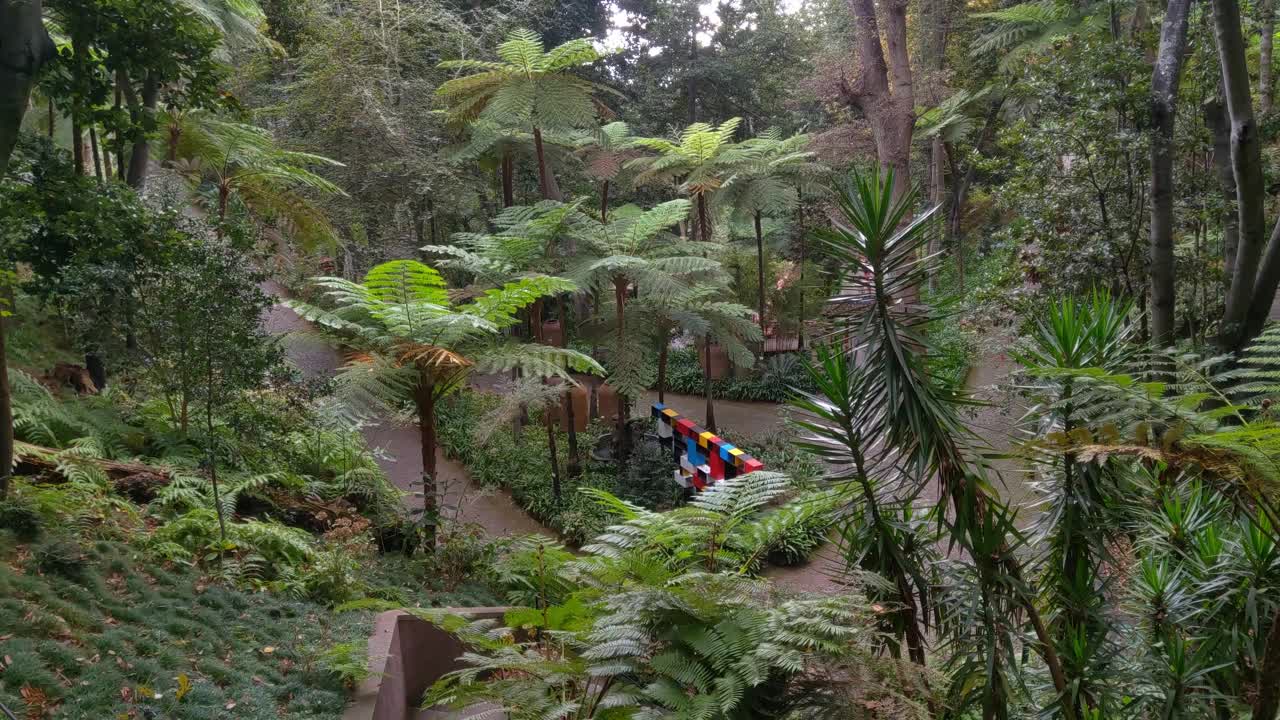 丰沙尔的植物园。葡萄牙马德拉岛美丽的绿色植物视频素材