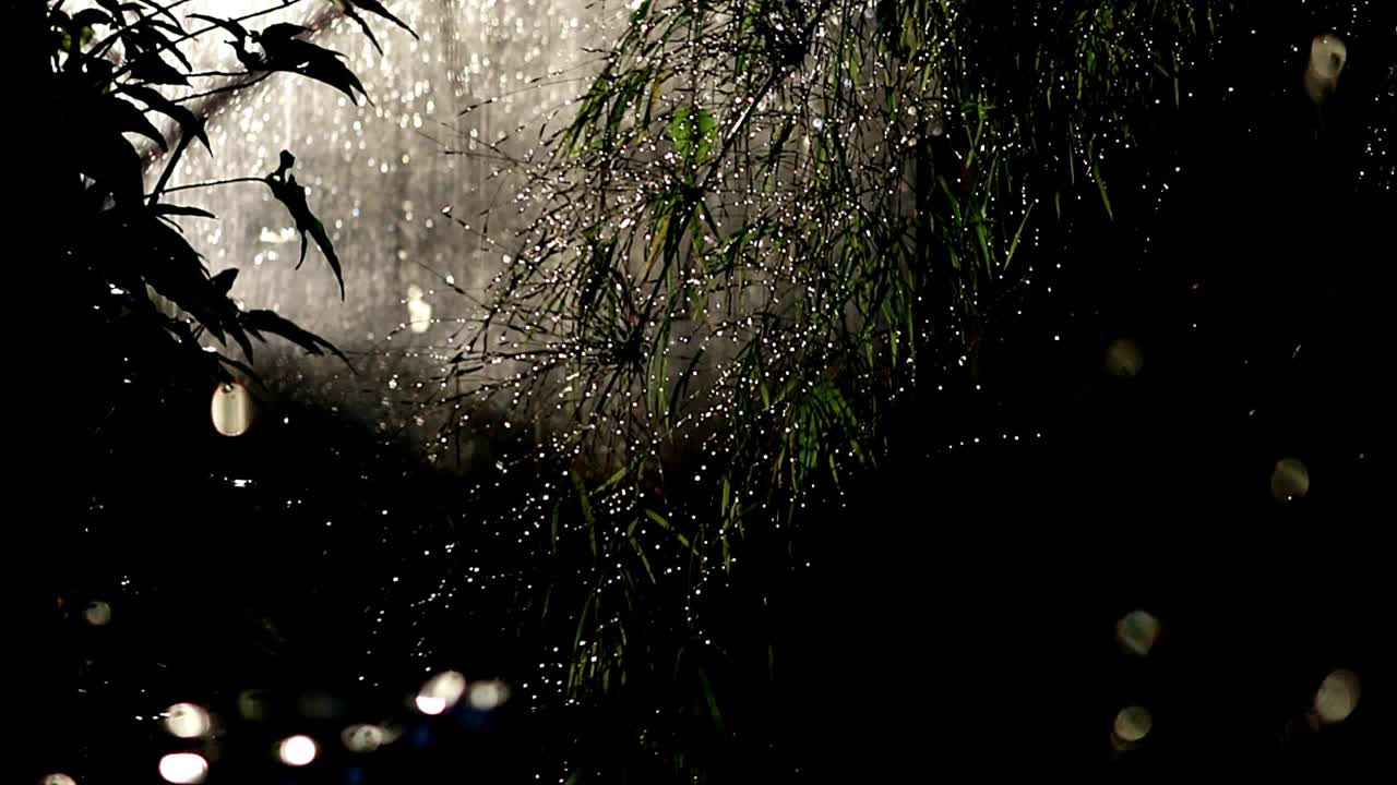 夜间花园里雨下的植物视频下载