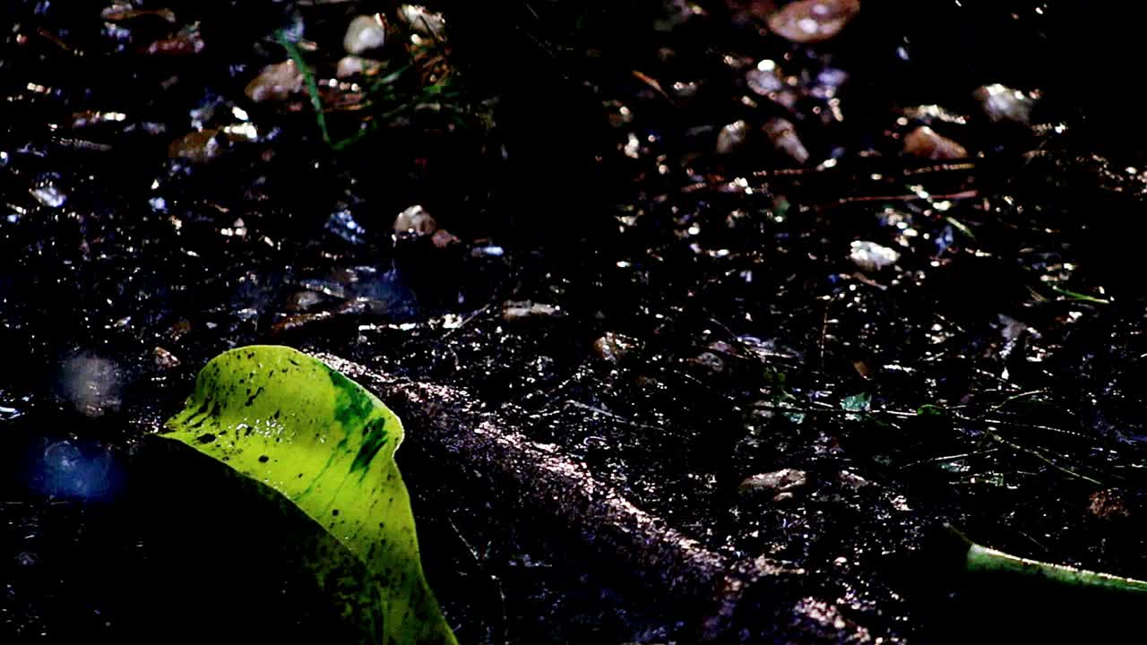 夜间花园里雨下的植物视频下载