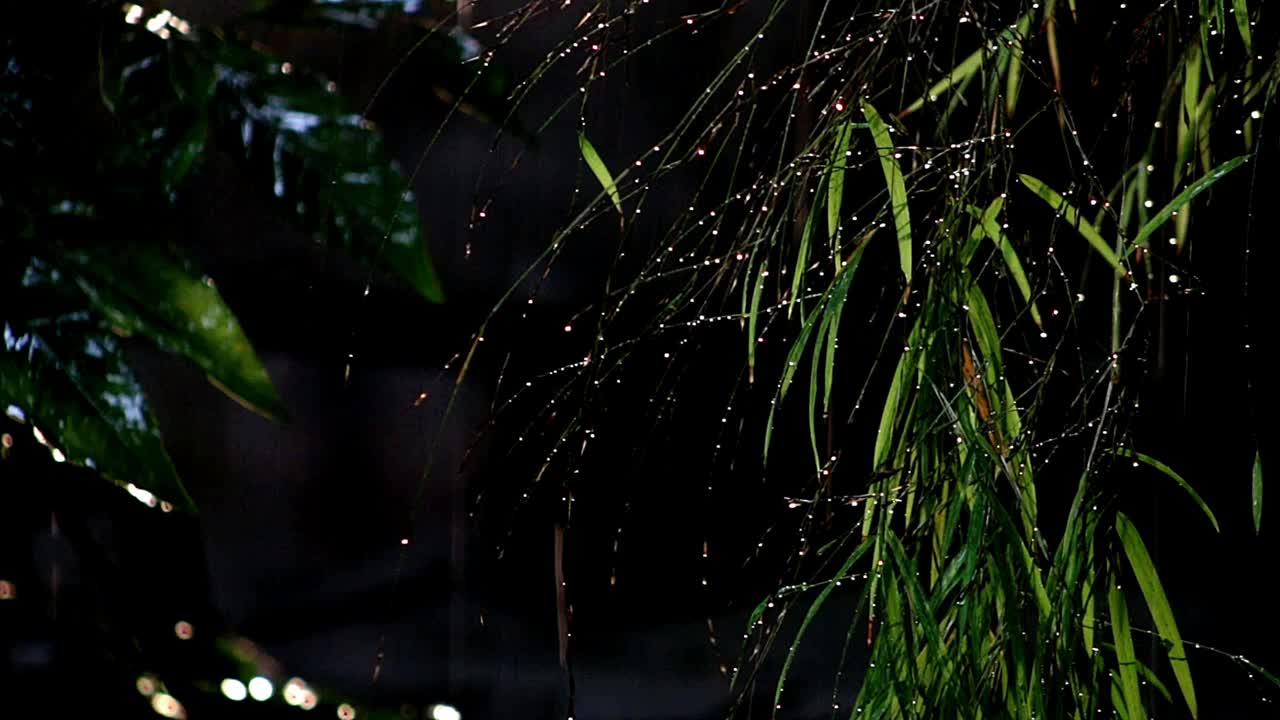 夜间花园里雨下的植物视频素材