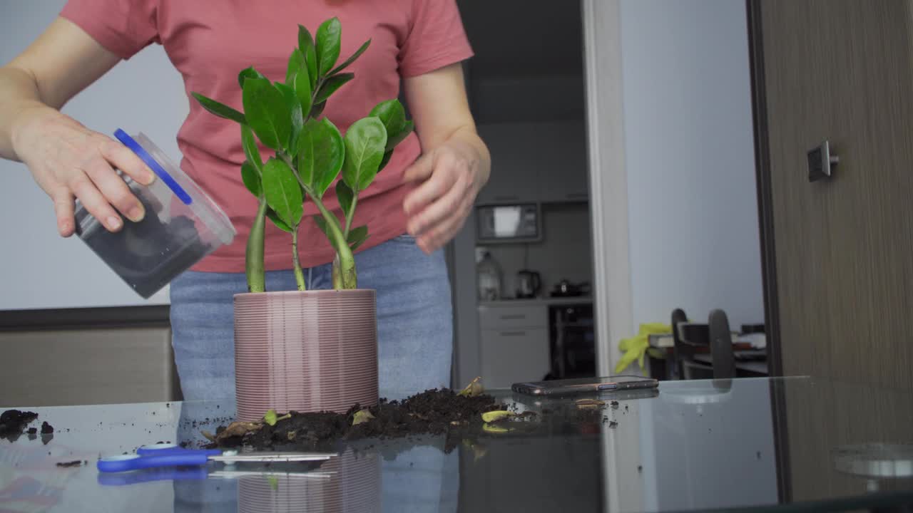 一个女人在花根周围填满了准备好的泥土。Zamioculcas灌木移植。视频下载