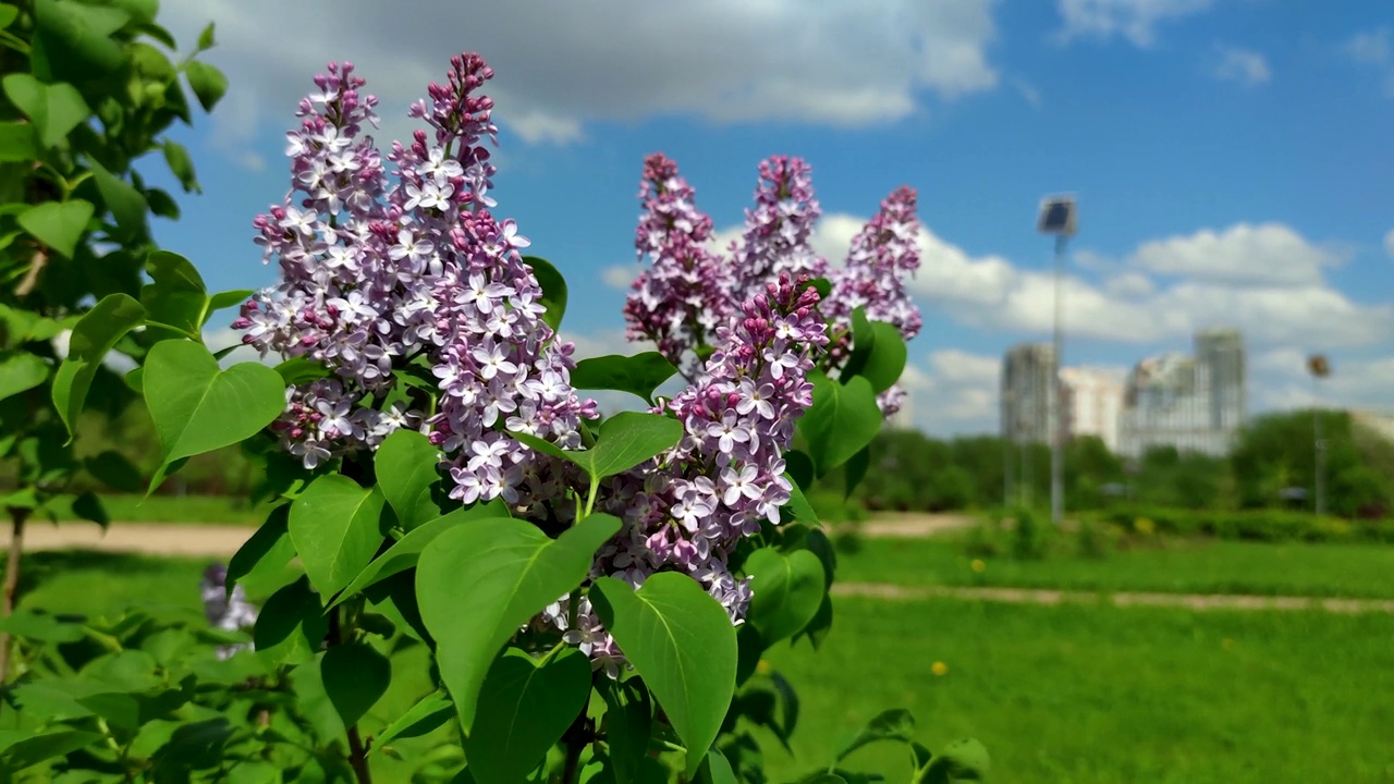 公园里常见的紫丁香花视频素材