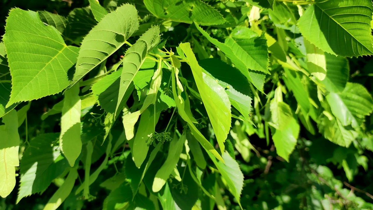 菩提树的叶子和花蕾视频素材