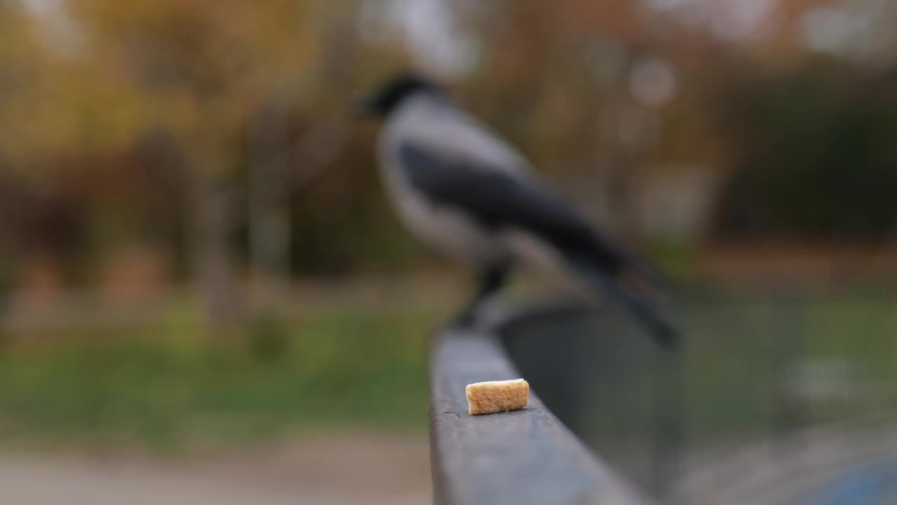 前景是一片面包。乌鸦的背景模糊的背景视频素材