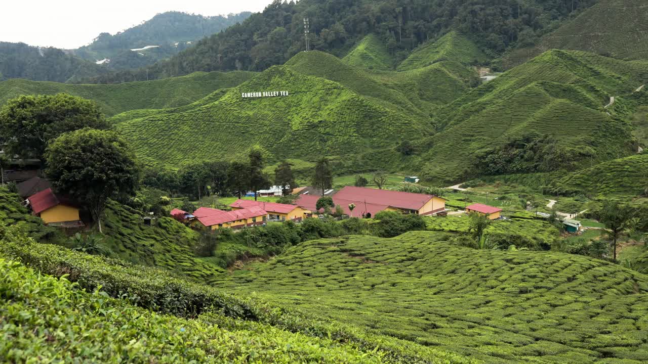 马来西亚金马伦高地的茶园视频素材