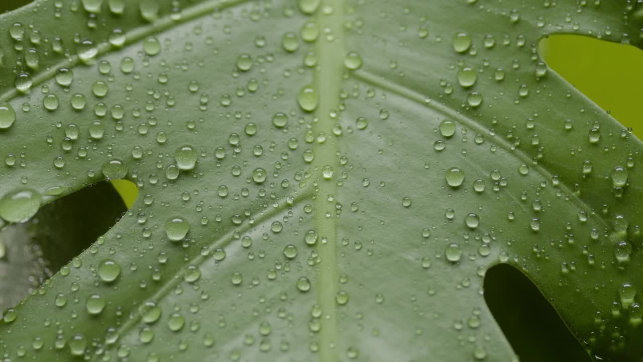 雨落在颤抖的怪物叶子上，雨滴滚下来视频素材