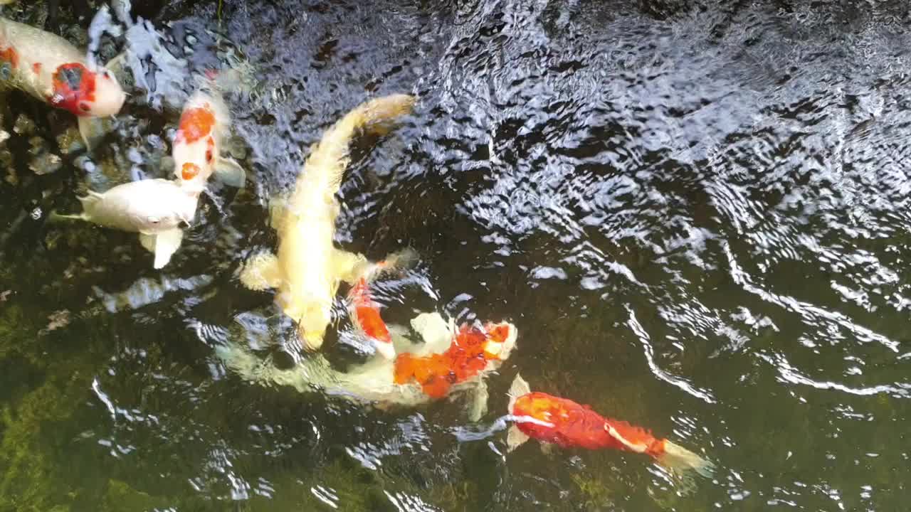 一群锦鲤在池塘里游泳视频素材