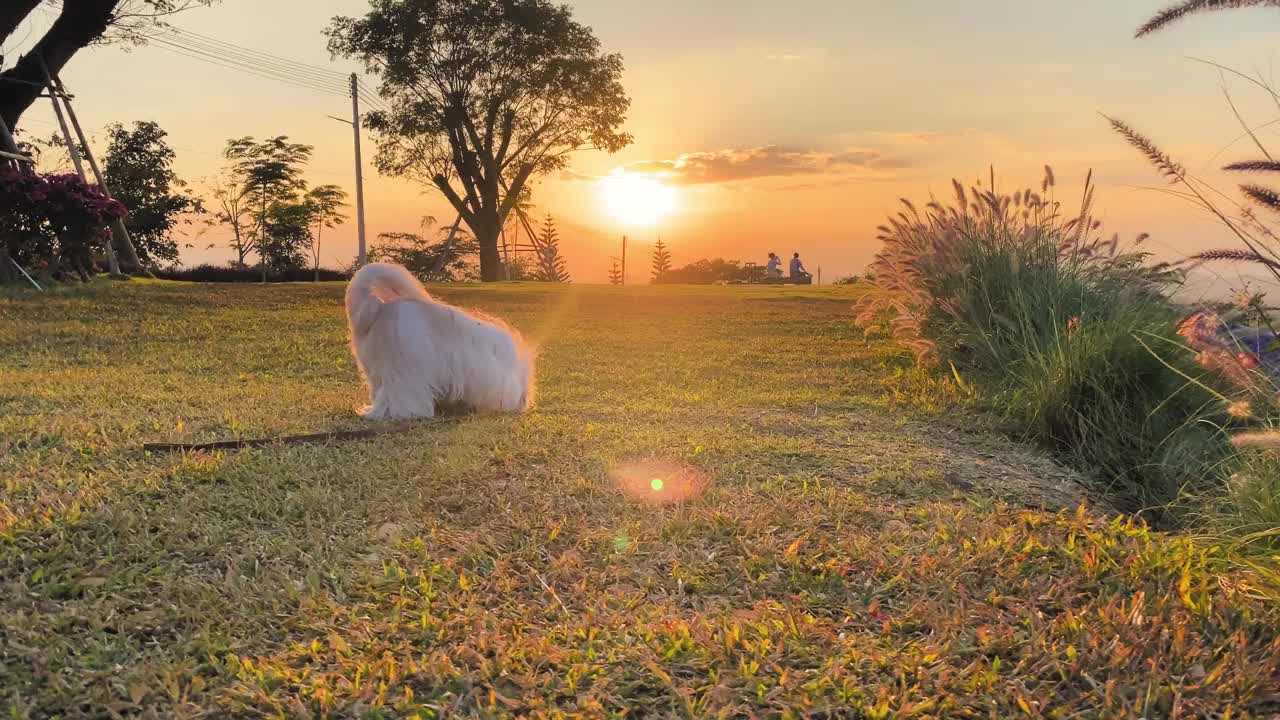 一只可爱的毛茸茸的小狗在温暖的夕阳下走在草地上。视频素材