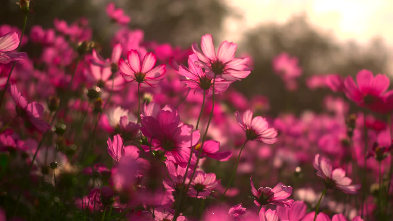 硫磺宇宙花在花园里盛开。视频素材