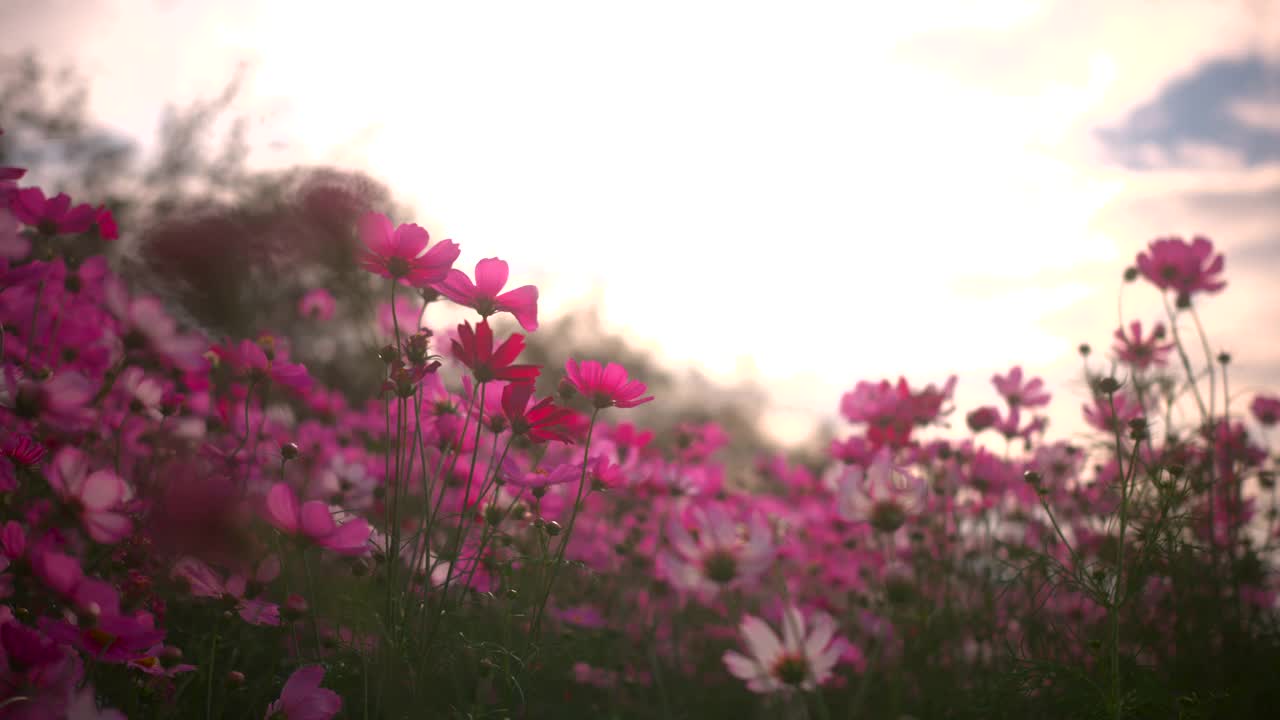 硫磺宇宙花在花园里盛开。视频素材