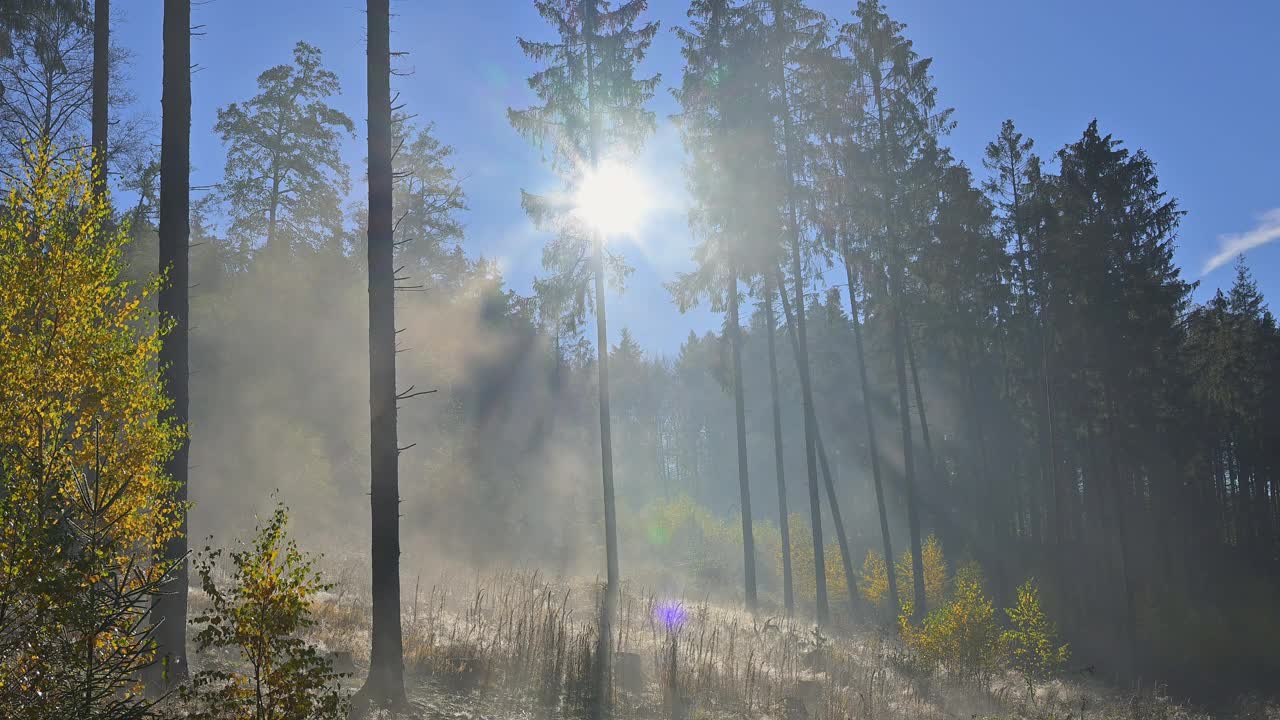 秋天早晨，德国奥登瓦尔德穆道，太阳冲破森林中的迷雾，Baden-Württemberg视频素材