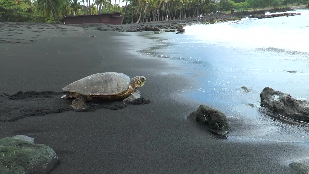 夏威夷海滩上美丽的海龟视频素材