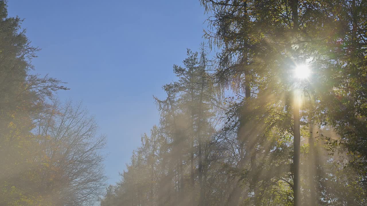 Sun breaks through fog in the forest at morning, autumn, Mudau, Odenwald, Baden-Württemberg, Germany视频素材