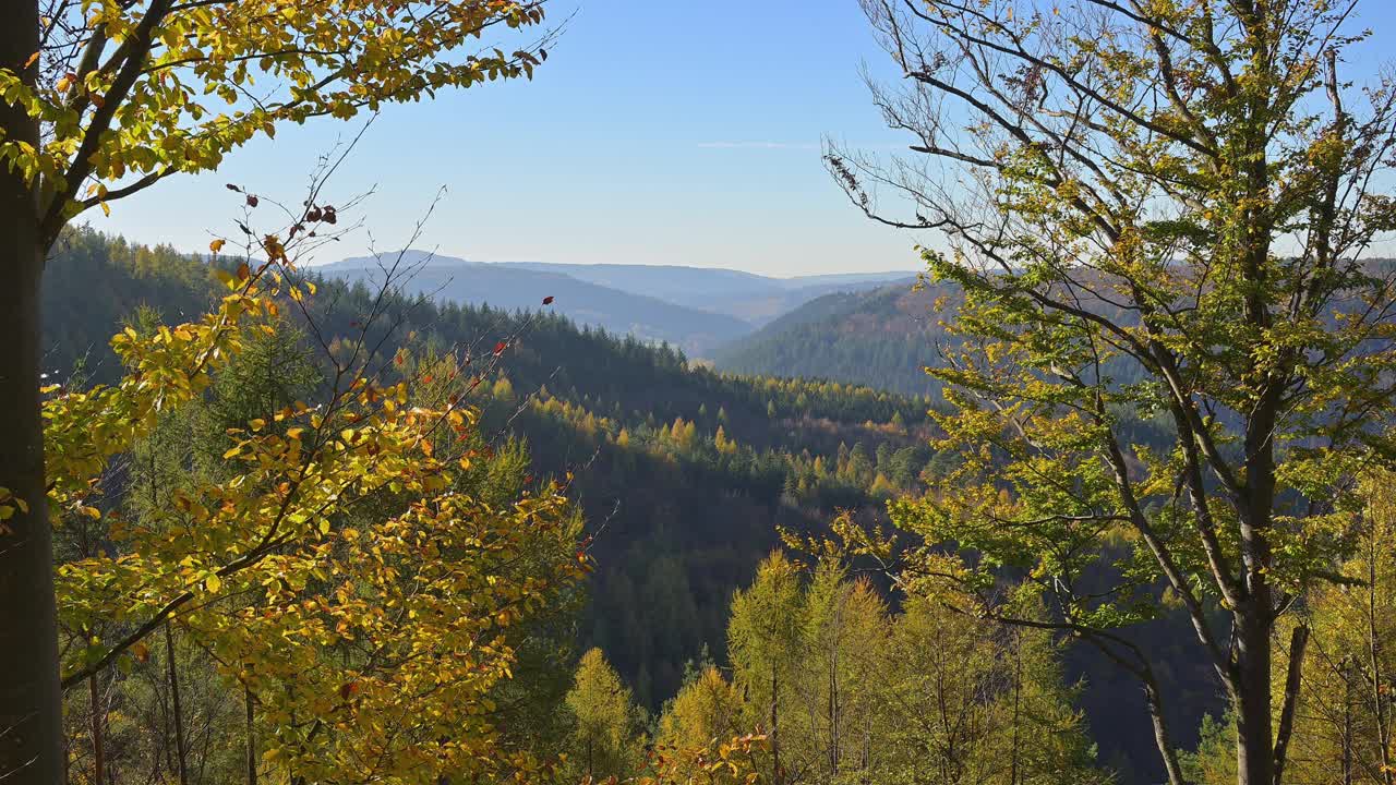 秋天森林里五彩缤纷的树叶，穆道，奥登瓦尔德，Baden-Württemberg，德国视频素材