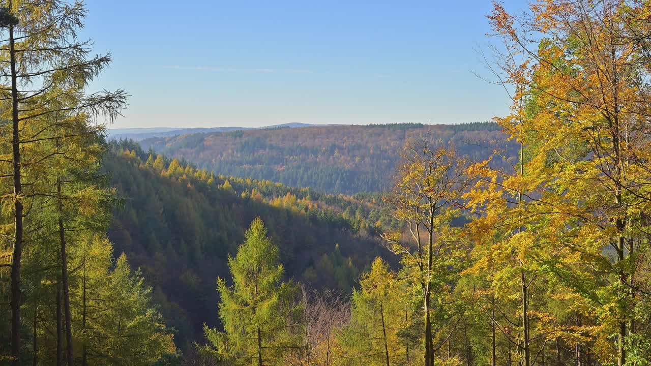 秋天森林里五彩缤纷的树叶，穆道，奥登瓦尔德，Baden-Württemberg，德国视频素材