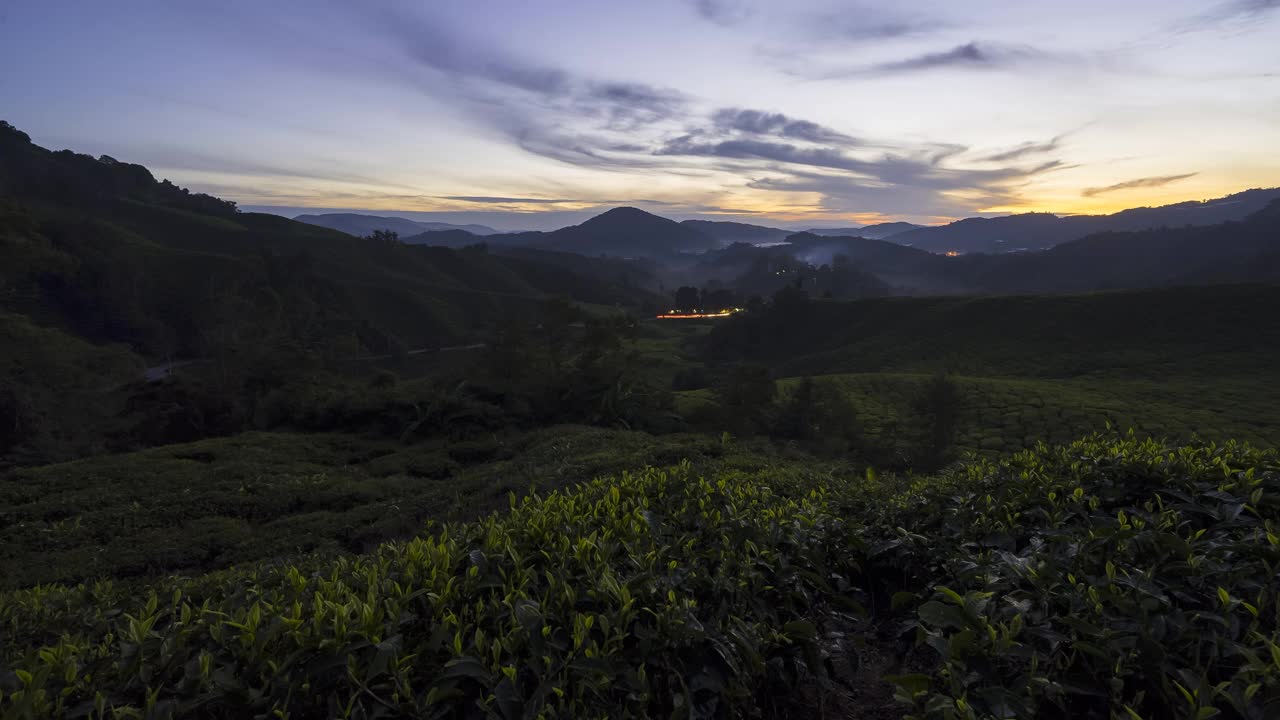 马来西亚金马仑高地茶园的晨景视频素材