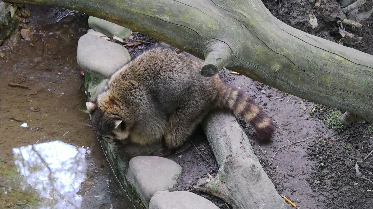 一只浣熊在小溪边吃早餐，爪子里抓着食物视频素材