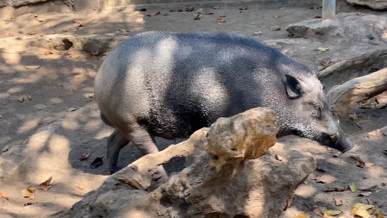 长着大獠牙的公野猪践踏着地面。在自然环境中的野生捕食者野猪视频素材