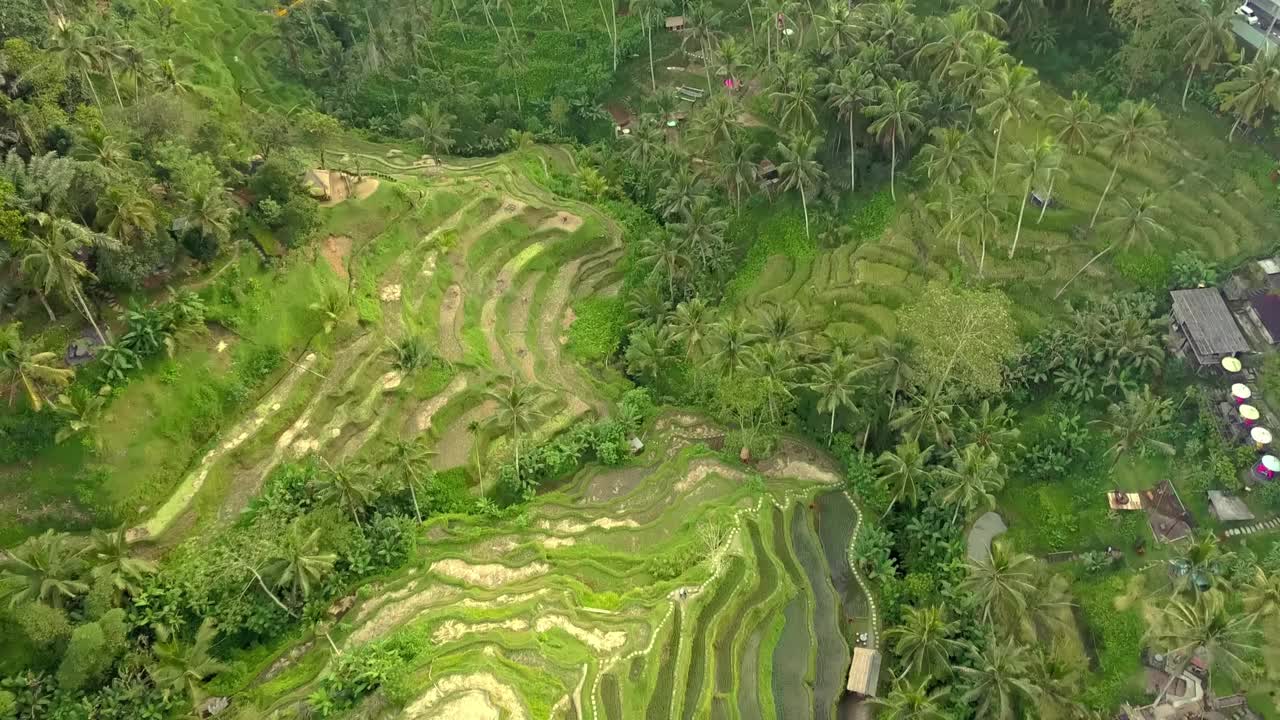 无人机在印尼巴厘岛乌布中心tegallalang的水稻梯田上拍摄的俯视图。风景如画的弯曲梯级稻田，白米和糙米作物在亚洲视频下载