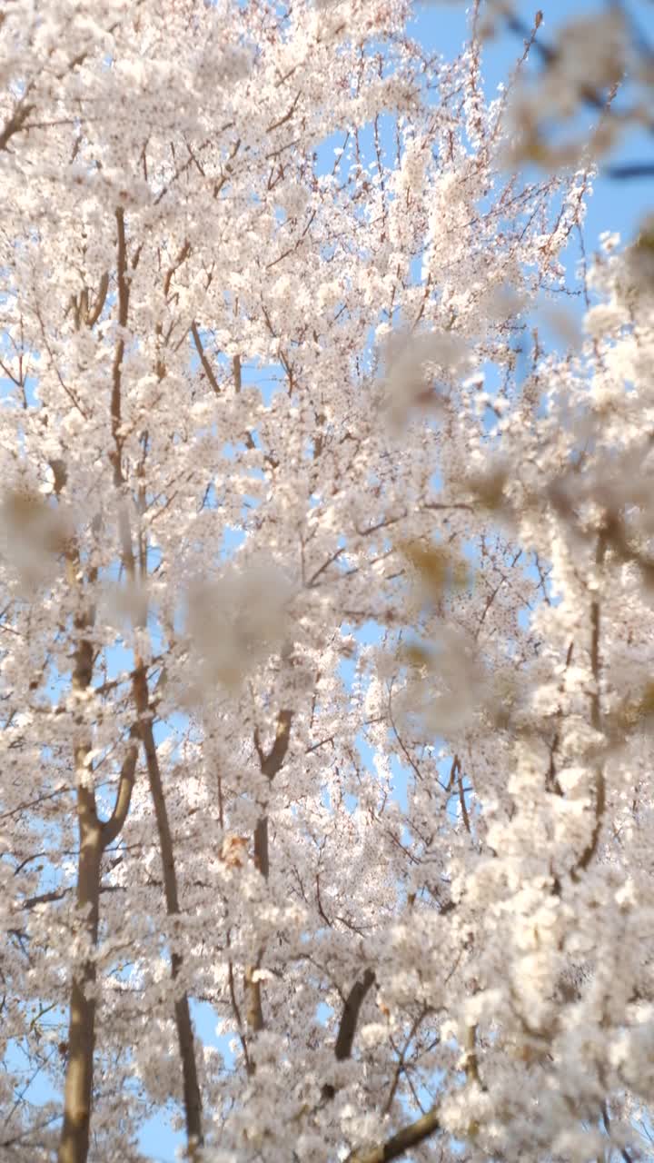 美丽的树花在春天盛开视频素材