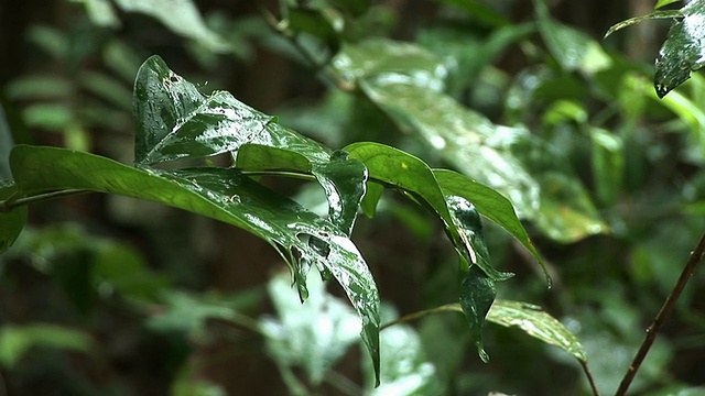 雨在叶子视频素材