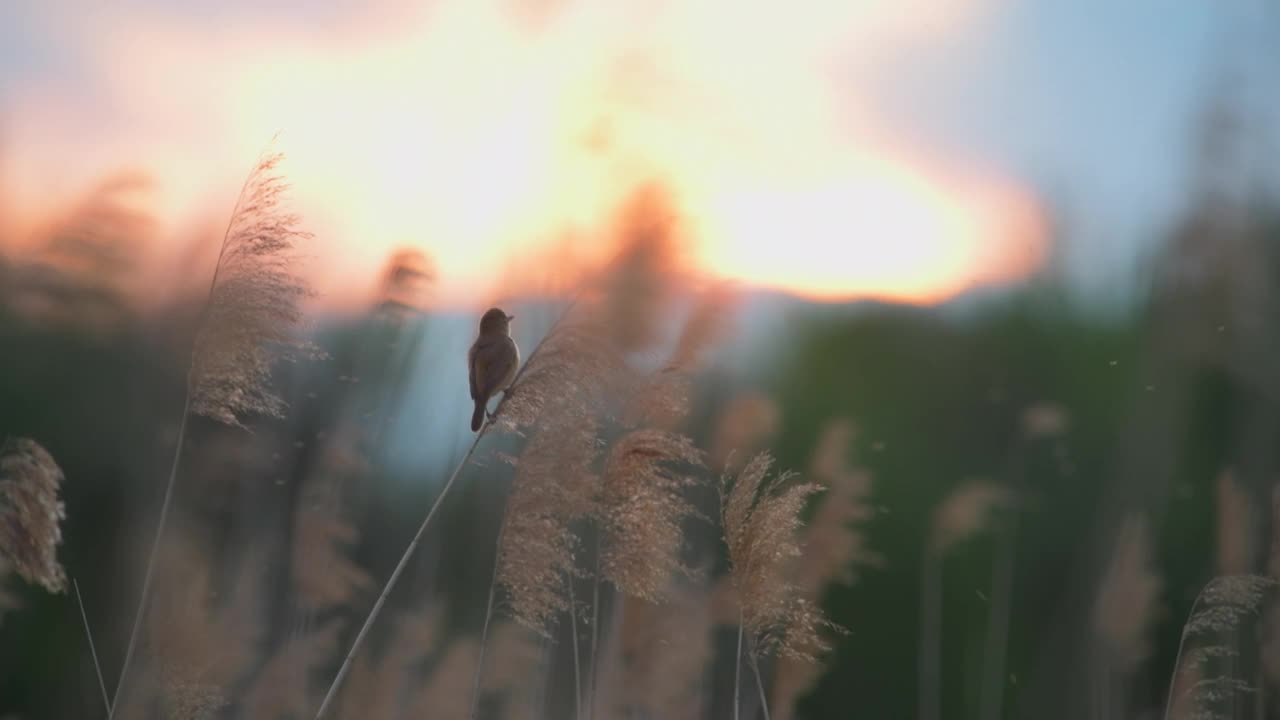 大苇莺(苇莺)紧紧抓住芦苇大声歌唱。背景是落日，宜人的夏日气息。视频购买