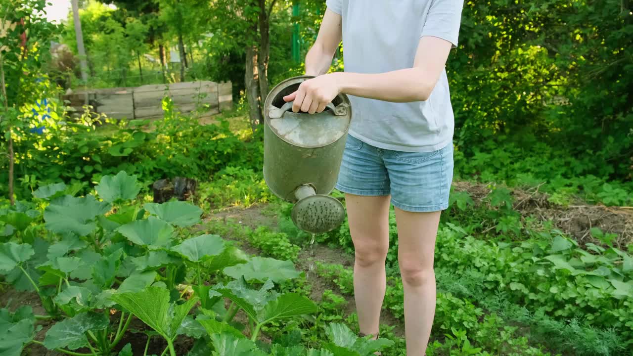 园艺农业概念。女园丁农场工人拿着浇水罐和浇水灌溉植物。女孩在花园里种花。自家种植的有机食品。当地菜园出产干净的蔬菜。视频素材