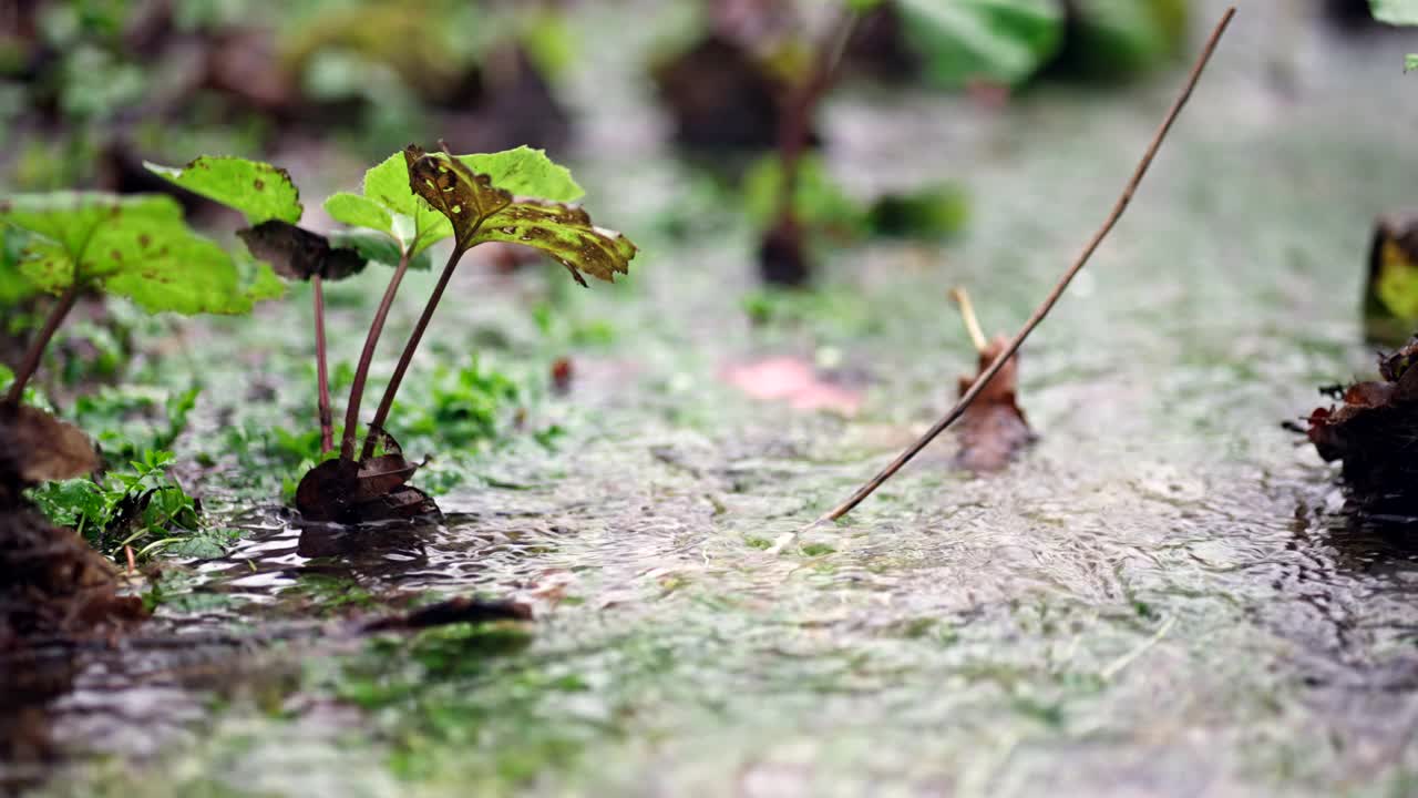 雨天的小溪视频素材