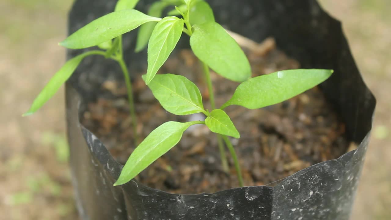 辣椒植物视频素材