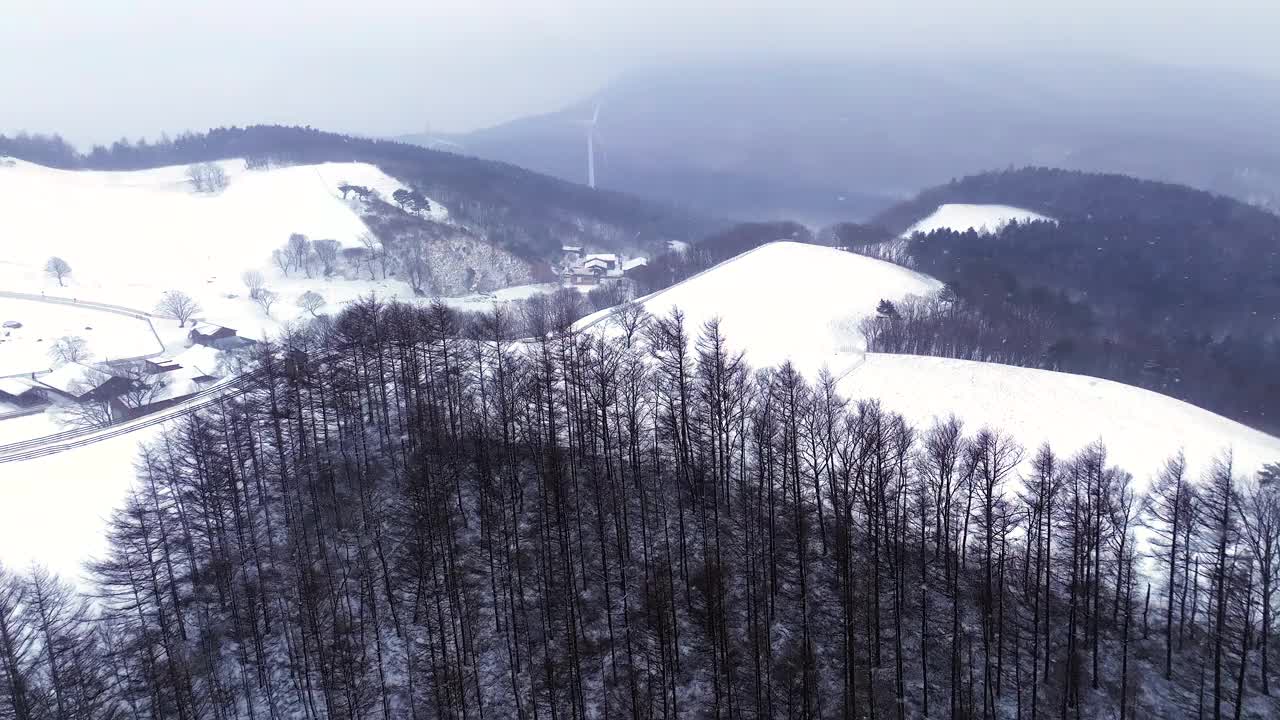 大关岭羊场和雪山/江原道，韩国视频素材