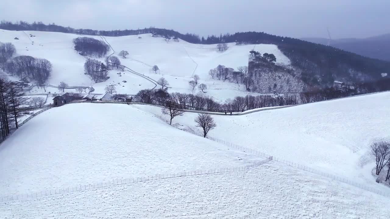 大关岭羊场和雪山/江原道，韩国视频素材