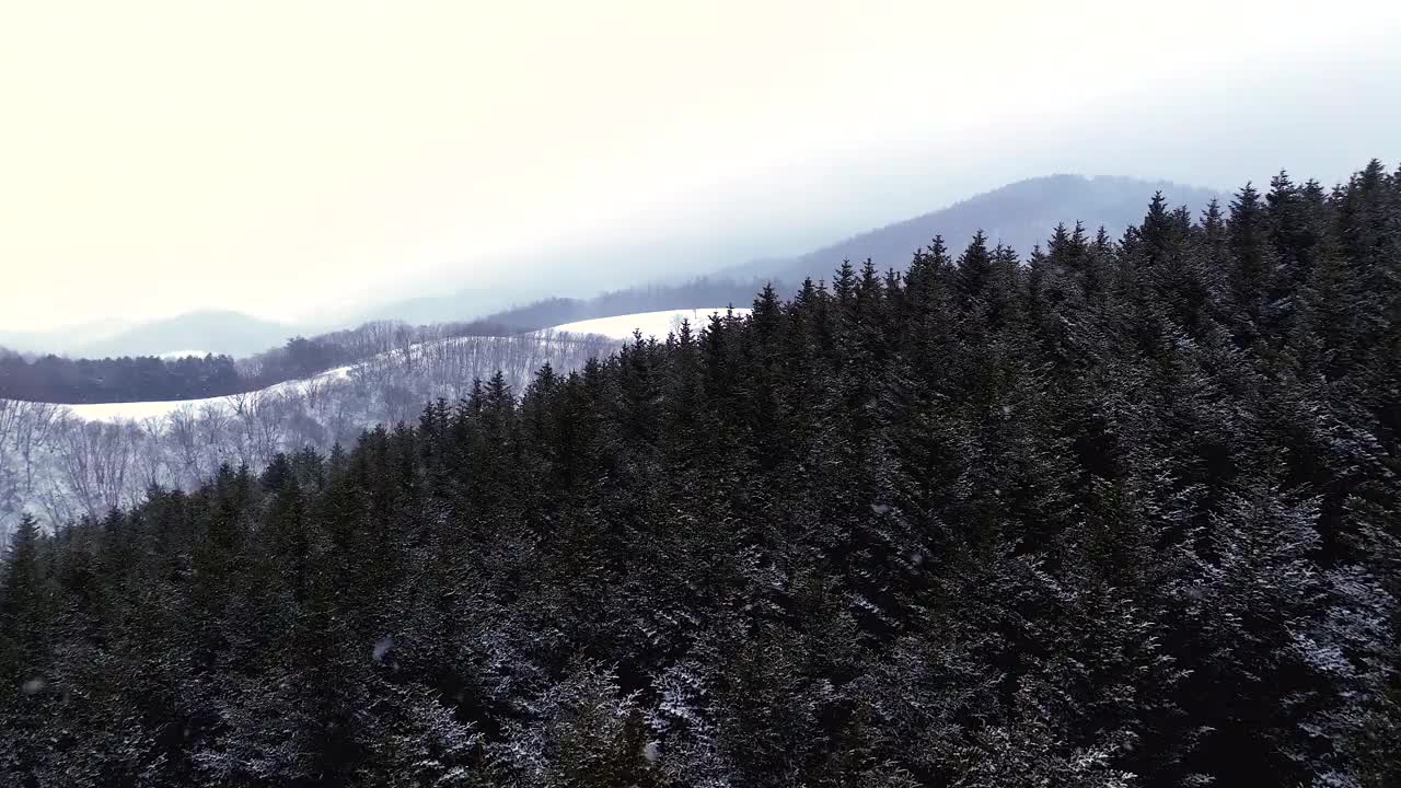 大关岭羊场和雪山/江原道，韩国视频素材