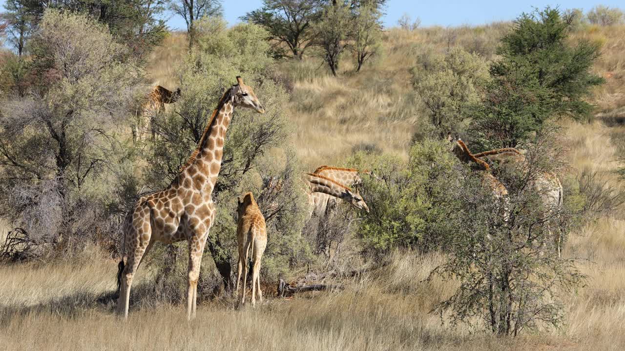 长颈鹿(Giraffa camelopardalis)吃荆棘树，卡拉哈里沙漠，南非视频素材