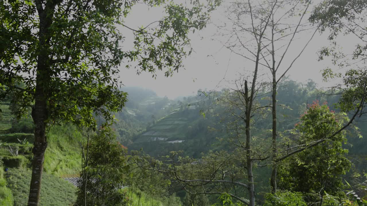 阳光明媚的早晨，山坡上生长着绿叶的树木视频素材