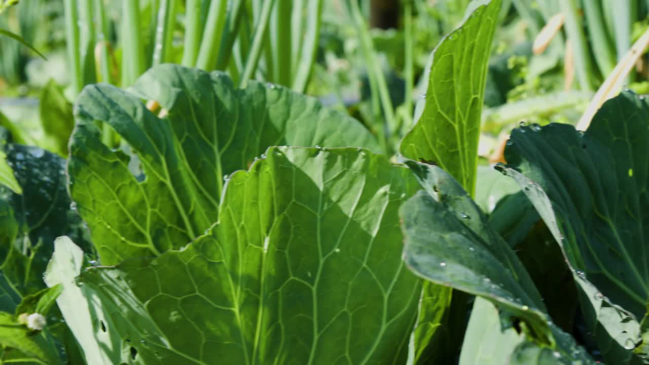 山坡上的田地里种着被晨露浸湿的卷心菜视频素材