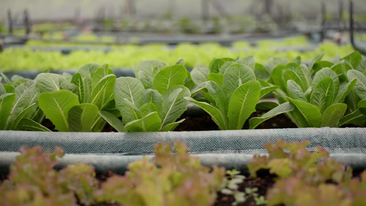 有机和可持续的红莴苣和绿莴苣种植园。视频下载