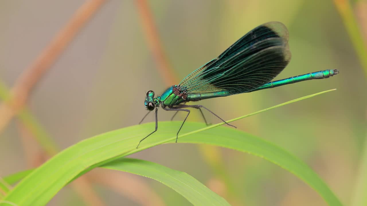 美丽的豆娘(Calopteryx virgo)是属于Calopterygidae家族的欧洲豆娘。它经常在水流湍急的水域被发现，这是它最熟悉的地方。视频素材