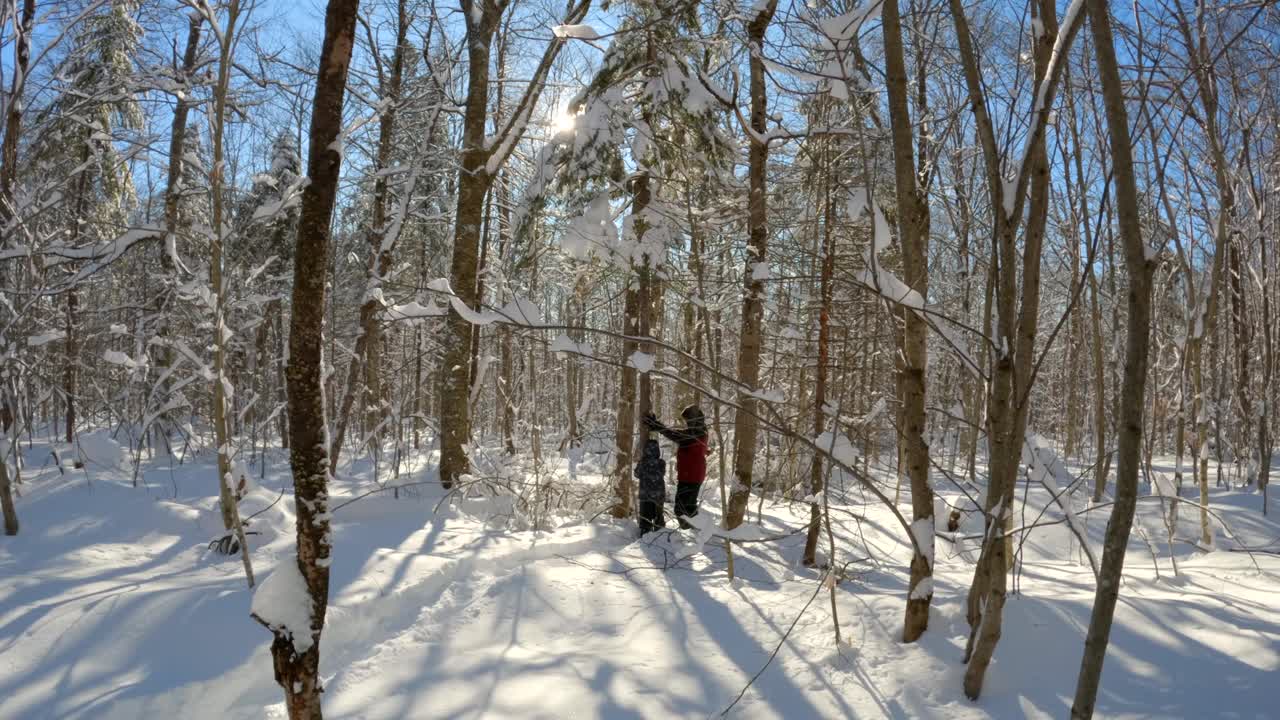 暴风雪后晴天冬季森林景观中被雪覆盖的树木视频素材