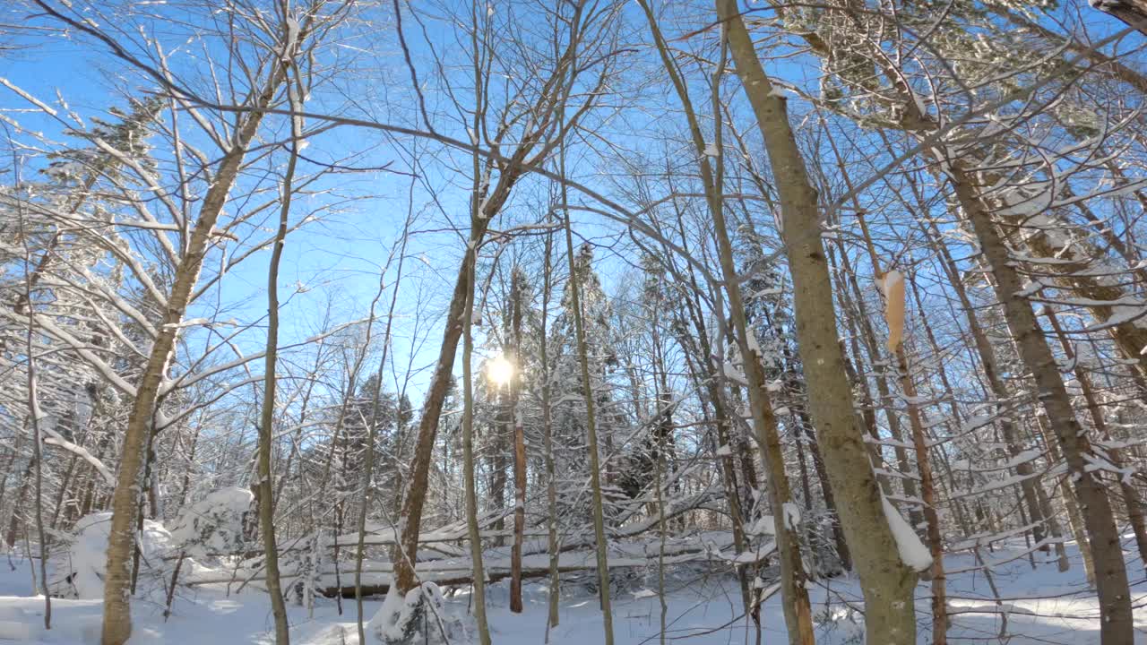 暴风雪后晴天冬季森林景观中被雪覆盖的树木视频素材