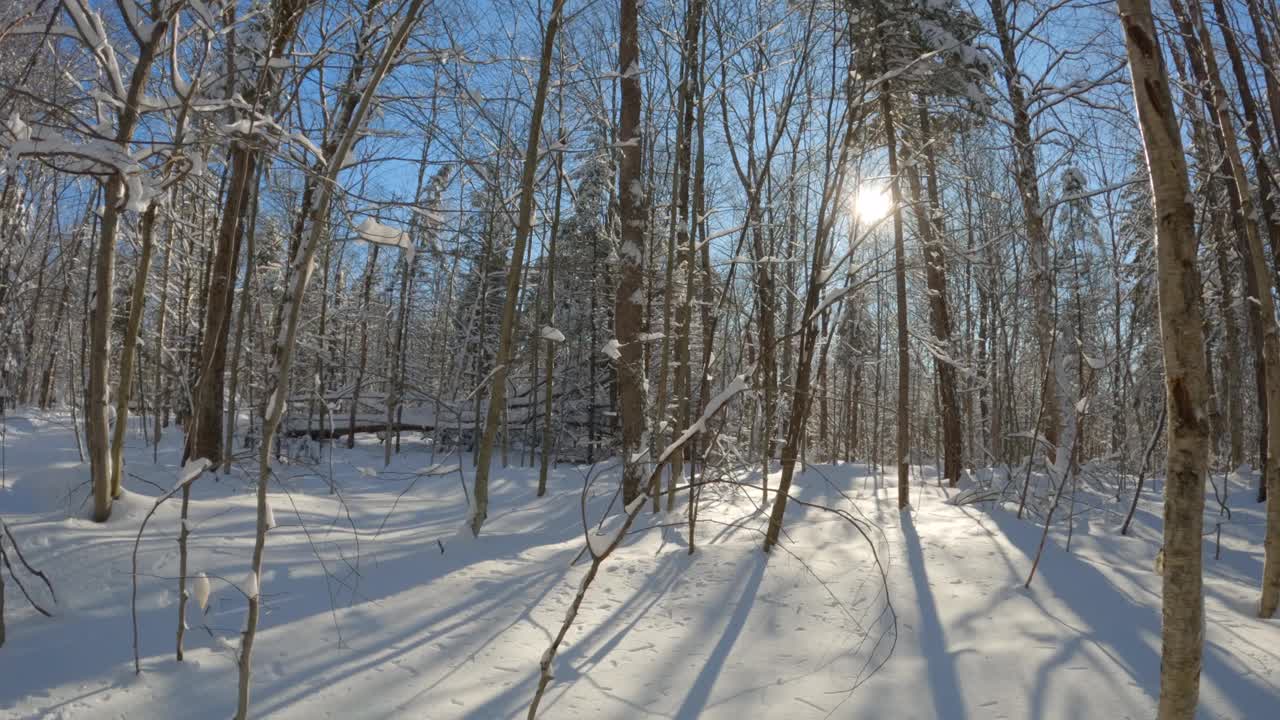 暴风雪后晴天冬季森林景观中被雪覆盖的树木视频素材