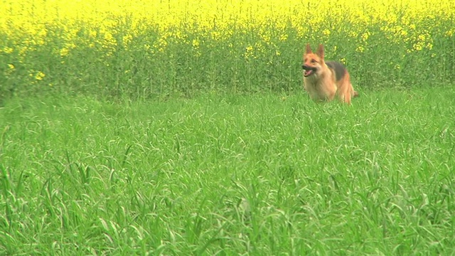 一条德国牧羊犬奔跑的镜头视频素材