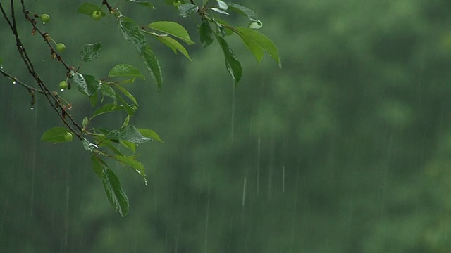 暴雨中树叶的特写镜头。视频素材