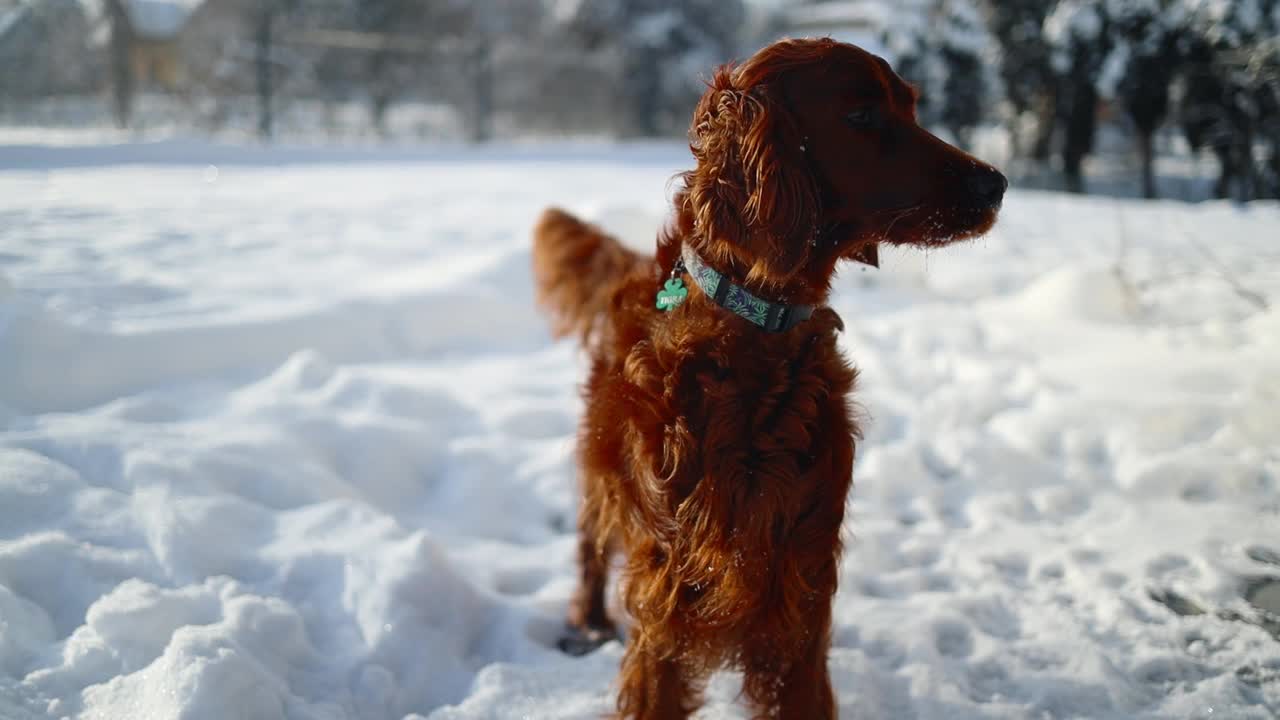 快乐的爱尔兰塞特犬在阳光明媚的一天在公园散步的雪中玩耍视频素材